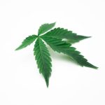 Преимущества и особенности феминизированных автоцветущих семян конопли image_464.jpg