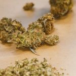 Семена конопли New York Diesel CBD feminised от Ganja Seeds image_502.jpg