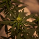 Сбор и хранение семян конопли image_506.jpg