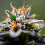 Семена конопли CBD MIX feminised Royal Queen Seeds image_517.jpg