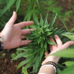 Покупка семян марихуаны в Донецке особенности и риски image_527.jpg