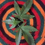 Семена конопли с высоким содержанием ТГК image_542.jpg