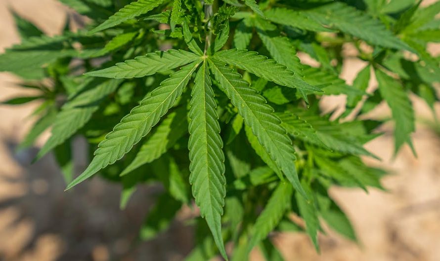 Семена конопли в пищевой промышленности