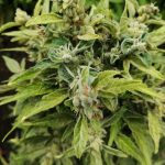 Использование семян конопли в качестве прикормки для рыбы image_553.jpg