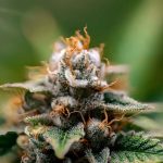 Паста из семян конопли польза и рецепты приготовления image_557.jpg