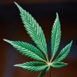 Выращивание конопли в Беларуси: перспективы и преимущества image_559.jpg