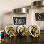 Семена конопли White Siberian feminised от Dinafem Seeds image_69.jpg