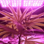 Семена конопли полезные свойства и применение image_87.jpg