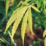 Покупка семян марихуаны в интернет-магазине преимущества и особенности images10.jpg