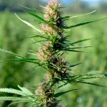 Семена конопли Auto Buddha White Dwarf feminised от Buddha Seeds images103.jpg