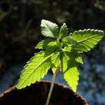 Женское семя конопли полезные свойства и применение images106.jpg