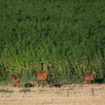 Семена конопли AK-47 от Serious Seeds images142.jpg