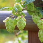 Семена конопли Auto Blue Cheese feminised от Royal Queen Seeds images143.jpg