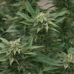 Как и где заказать семена конопли images149.jpg