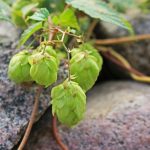 Прорастание семени конопли и уход за ростком images156.jpg