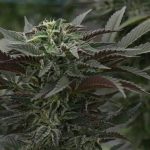 Семена конопли Super Critical feminised от компании Green House Seeds images160.jpg