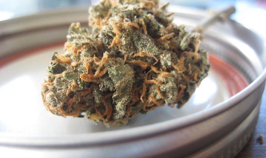 Быстрорастущие семена конопли преимущества и особенности выращивания