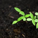 Шоколад с семенами конопли новое слово в кулинарии images230.jpg