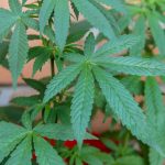 Посев семян конопли и уход за растениями images264.jpg