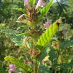 Хранение семян конопли в России и других странах images267.jpg