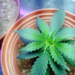 Рынок семян конопли в Рязани: перспективы и развитие images28.jpg