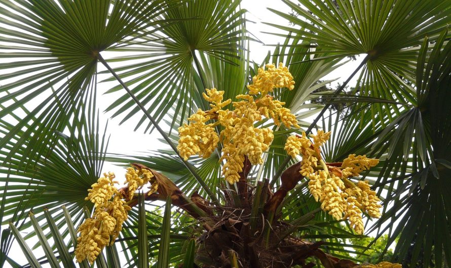 Где заказать семена конопли и как их правильно хранить