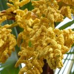 Семена конопли Auto Diesel feminised от Ganja Seeds images291.jpg