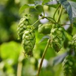 Семена конопли Super AK feminised Kannabia Seeds images299.jpg