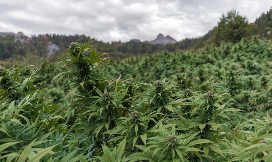 Выращивание семян конопли для улицы: выбор сорта и уход за растениями