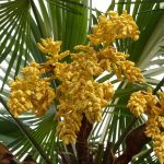 Польза и способы употребления конопляных семян images302.jpg