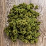 Автоцветущие семена конопли преимущества и особенности выращивания images311.jpg