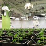 Лечебные свойства семян конопли в народной медицине images316.jpg