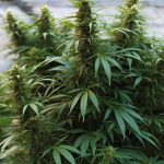 Семена конопли Auto Betty Boo от производителя Ganja Seeds images326.jpg