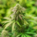 Приобретение семян марихуаны и уход за растениями images332.jpg