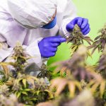 Семена конопли Auto Mass feminised от Grass-o-Matic images334.jpg