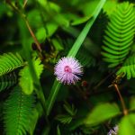 Автоцветущие семена конопли особенности и преимущества images338.jpg