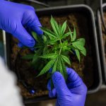 Продажа семян марихуаны и аспекты выращивания каннабиса images339.jpg