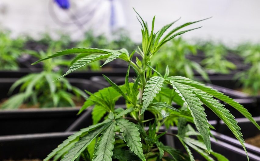 Покупка семян конопли через интернет: преимущества и особенности