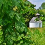 Техническая конопля и ее применение images342.jpg