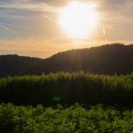 Семена конопли Auto New York Diesel feminised от Ganja Seeds images345.jpg