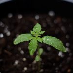 Семена конопли Auto Wembley feminised от Pyramid Seeds images347.jpg