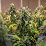 Семена конопли Super Silver Haze feminised от Green House Seeds images352.jpg