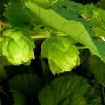 Семена конопли OG Kush feminised от Ganja Seeds images353.jpg