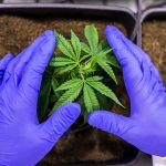 Семена конопли: особенности покупки и выращивания images354.jpg