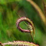 Оптовая покупка семян марихуаны: преимущества и особенности выбора поставщика images358.jpg