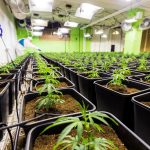 Семена конопли Auto Somango feminised от Ganja Seeds images361.jpg