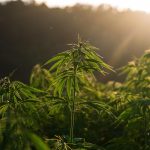 Семена марихуаны в Донецке: особенности и перспективы использования images37.jpg