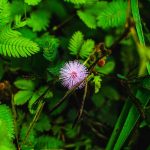 Семена конопли Laughing Buddha feminised от Barneys Farm images377.jpg