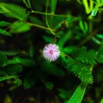 Полезные свойства и применение семян конопли images382.jpg