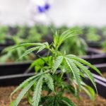 Полезные свойства и применение урбеча из семян конопли images388.jpg